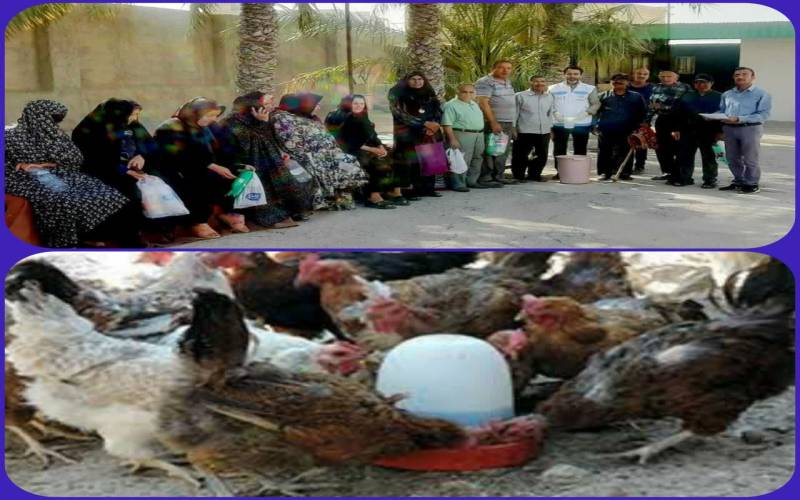 بیش از ۲۷ هزار قطعه طیور در شهرستان بوشهر بطور رایگان واکسینه شدند