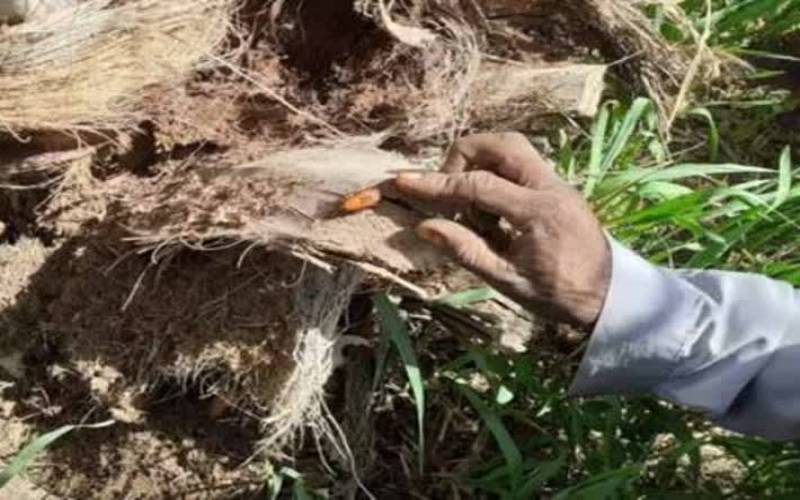 ردیابی سوسک سرخرطومی حنایی خرما در 27000 هکتار از نخیلات استان بوشهر