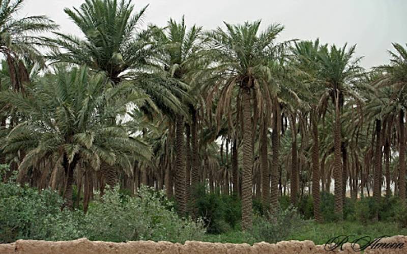 ایران، دومین تولیدکننده خرما در جهان با پیش‌بینی تولید ۱.۳ میلیون تن در سال جاری