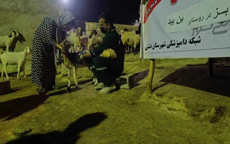 خدمات رایگان دامپزشکی در دورافتاده ترین روستای شهرستان دشتی