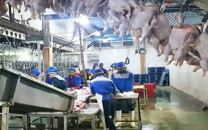 ارتقای سلامت زنجیره تولید مرغ گوشتی اولویت دامپزشکی استان بوشهر است