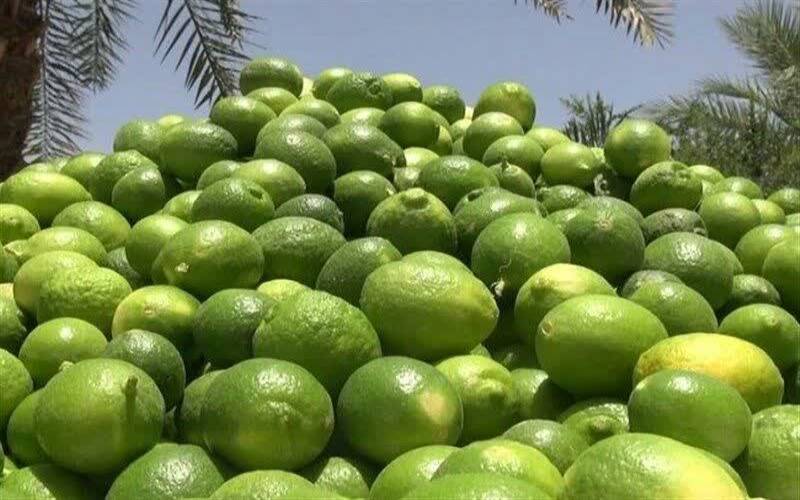 برداشت ۶۰ هزارتن لیمو ترش از باغ‌های بوشهر