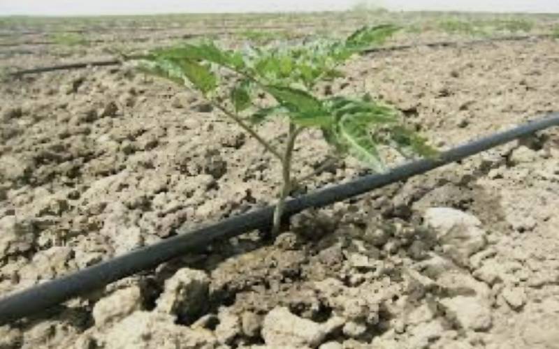 هزار هکتار از مزارع استان بوشهر زیر کشت گوجه فرنگی پاییزه رفت