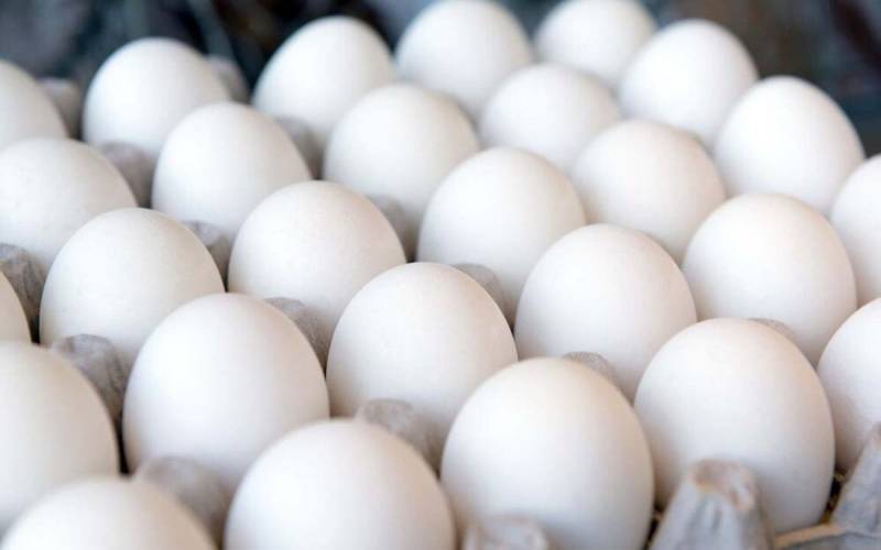 تولید 900 تن تخم مرغ سنتی در استان بوشهر