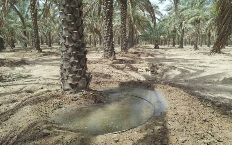 جهش عمرانی در کشاورزی بوشهر/ توسعه آبیاری نوین و احیای قنوات در دستور کار